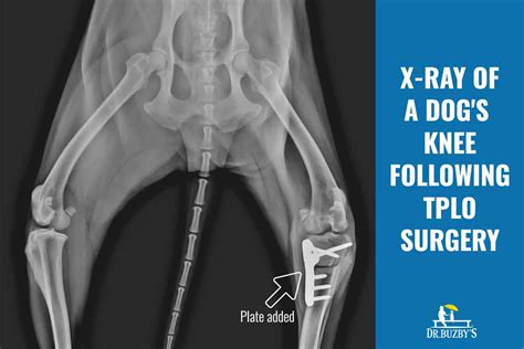 test for acl tear in dogs|torn acl in dogs surgery.